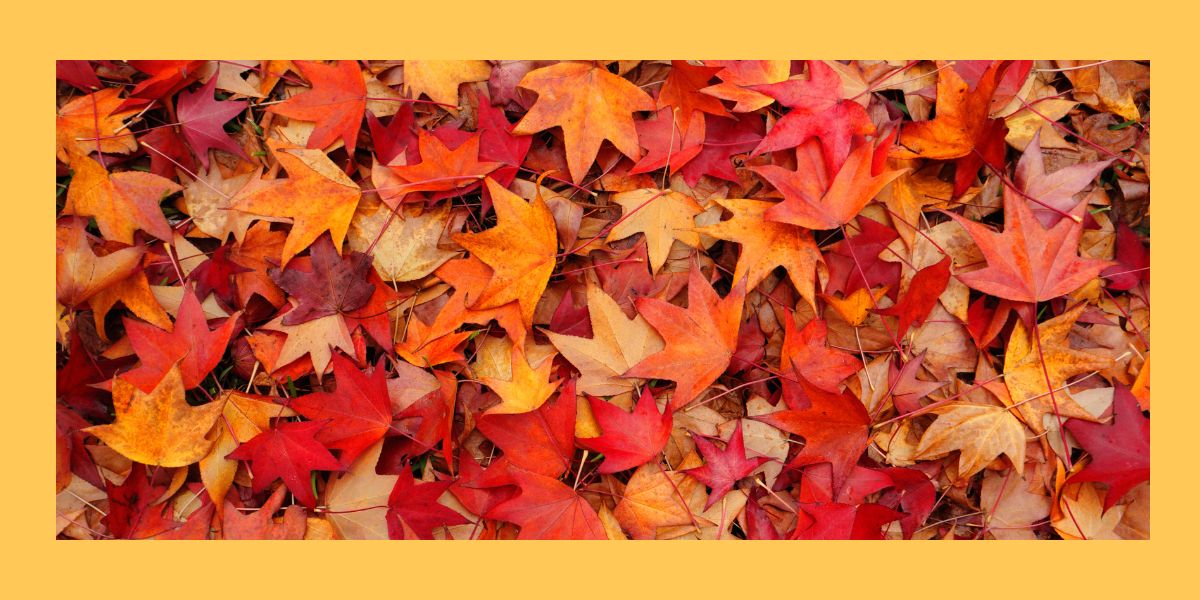 Why-Autumn-Is-the-Perfect-Time-to-Take-Stock-of-Your-Legal-Career